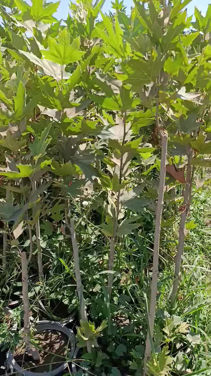 تعدادنهال سربرداری شده چنارگلدانی مناسب برای حصار|خدمات باغبانی و درختکاری|شیراز, جانبازان|دیوار