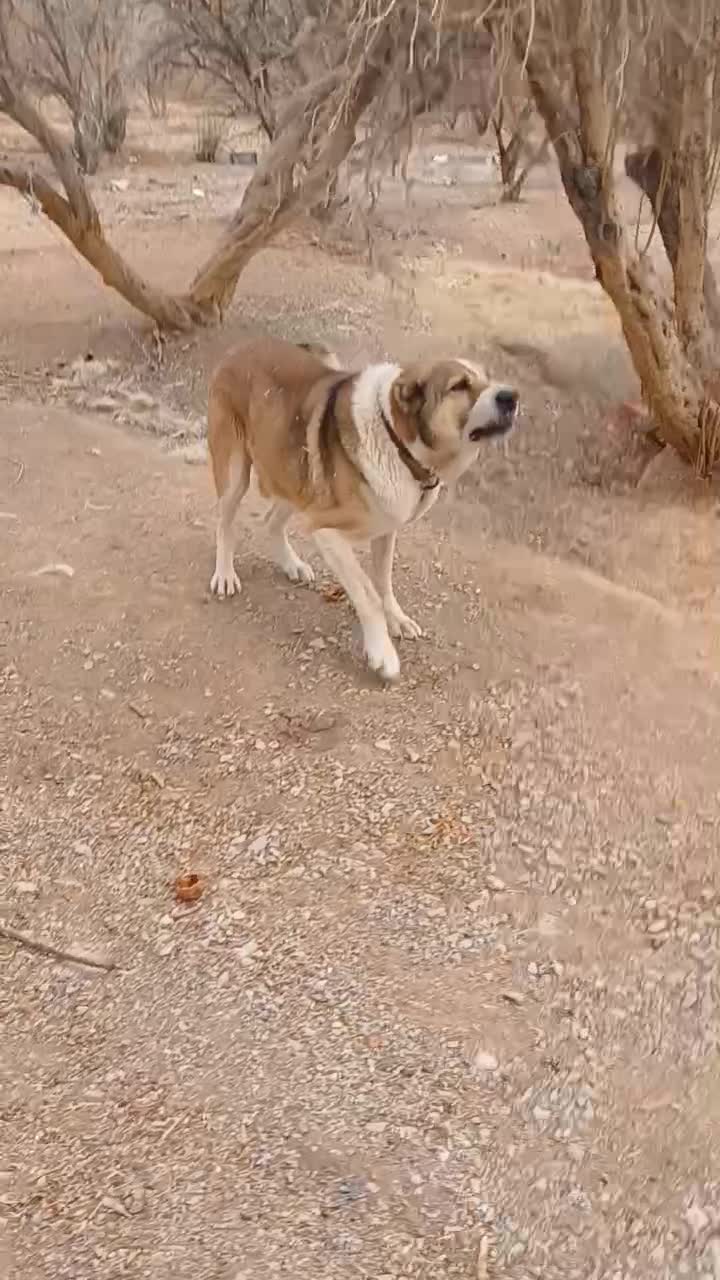 سگ خرسانی|حیوانات مزرعه|اصفهان, شاهد|دیوار