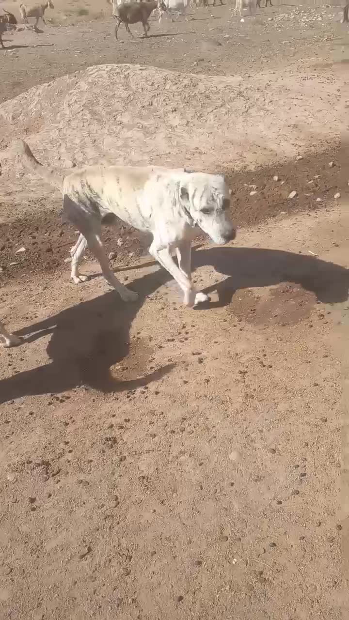 سگ گله ای ماده|سگ|تربت جام, شیخ احمد جامی|دیوار