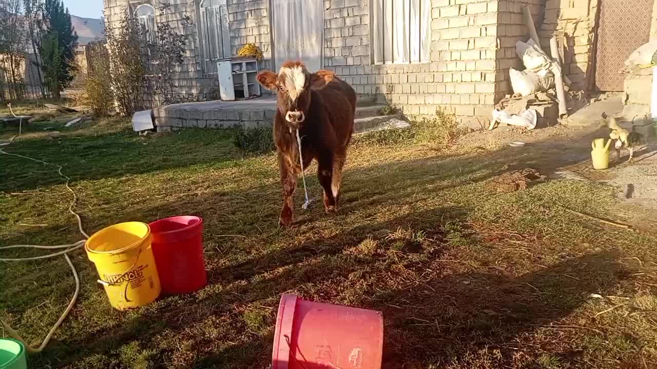 کشاورزی|حیوانات مزرعه|محمدبار, |دیوار