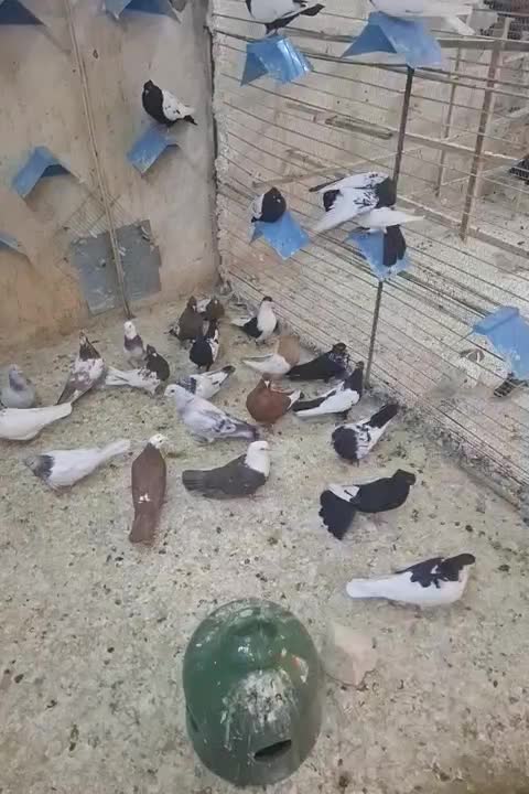 کفتر شهرستانی|پرنده|قم, شهدا|دیوار