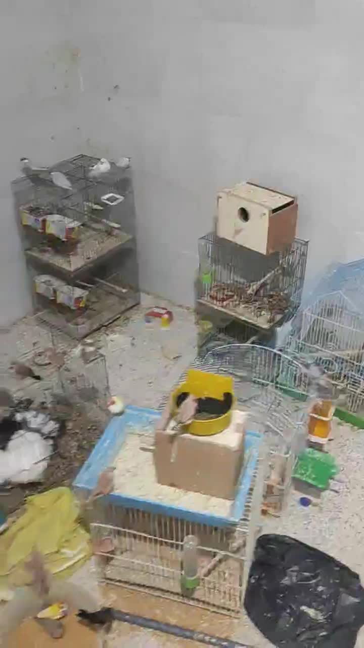 گلدین نرگسی،کرواتی ،مرغ عشق ،قناری،کبوتر دم چتری|پرنده|تهران, حکیمیه|دیوار