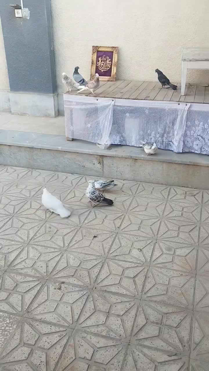 کفتر  آبادان شازده|پرنده|قم, انصار‌الحسین|دیوار