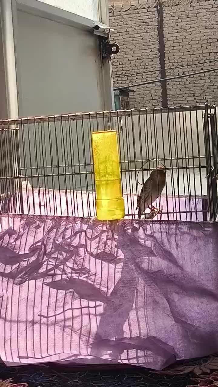 سهره قناری|پرنده|قدس, شهر‌قدس|دیوار