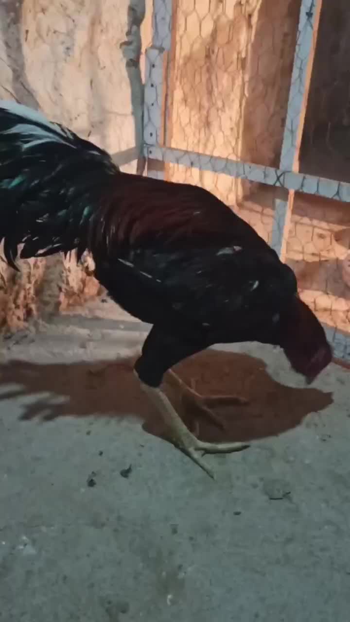 لاری دورگه ژاپنی|حیوانات مزرعه|مهاباد (آذربایجان غربی), |دیوار