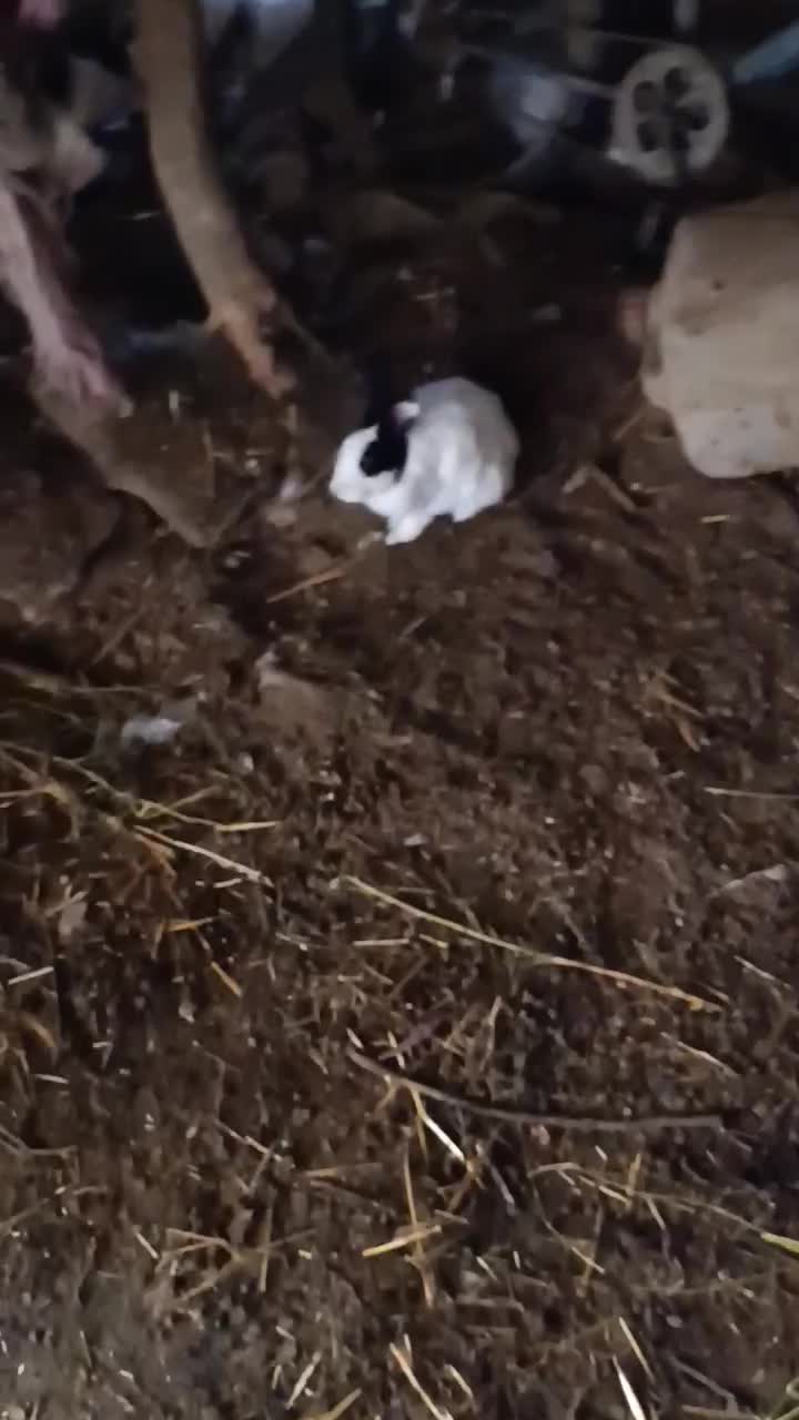 خرگوش دو نژاده|موش و خرگوش|جغتای, |دیوار