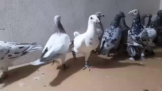 دسته سرور بی نظیر|پرنده|شیراز, شهرک گلستان|دیوار