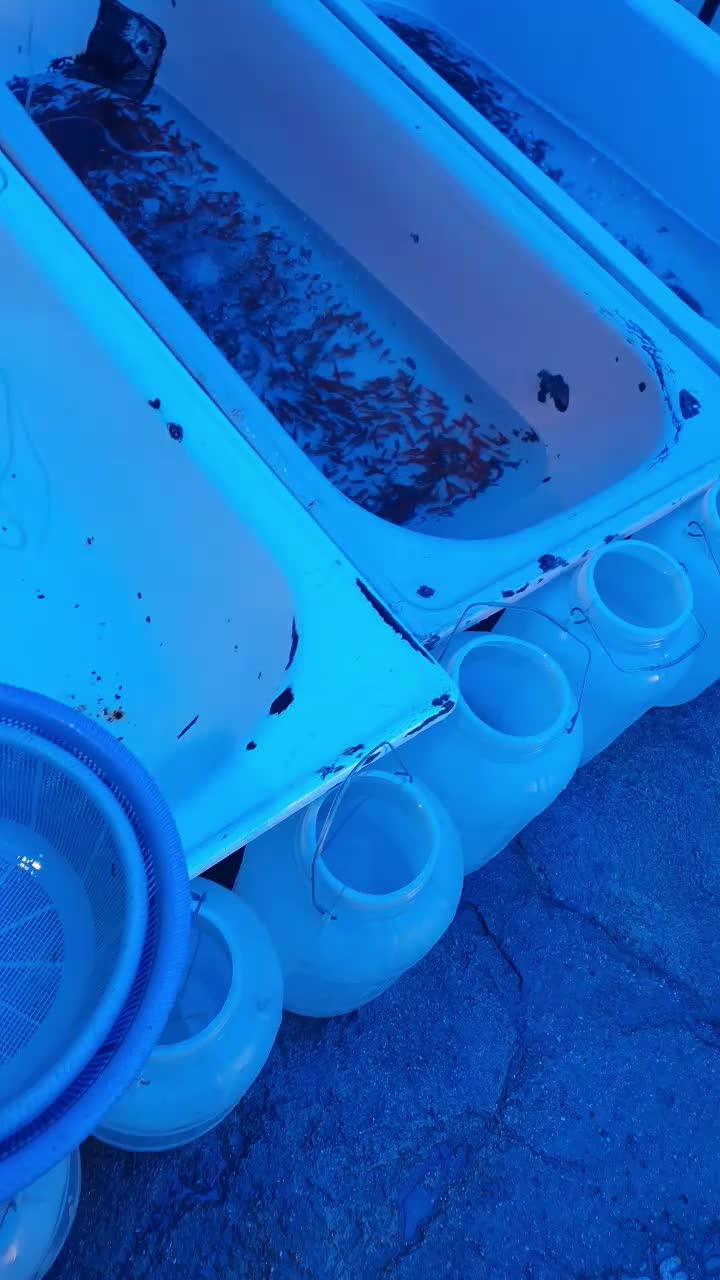 ماهی گلی قرمز (ارسال از شیراز)|ماهی|بندرعباس, |دیوار