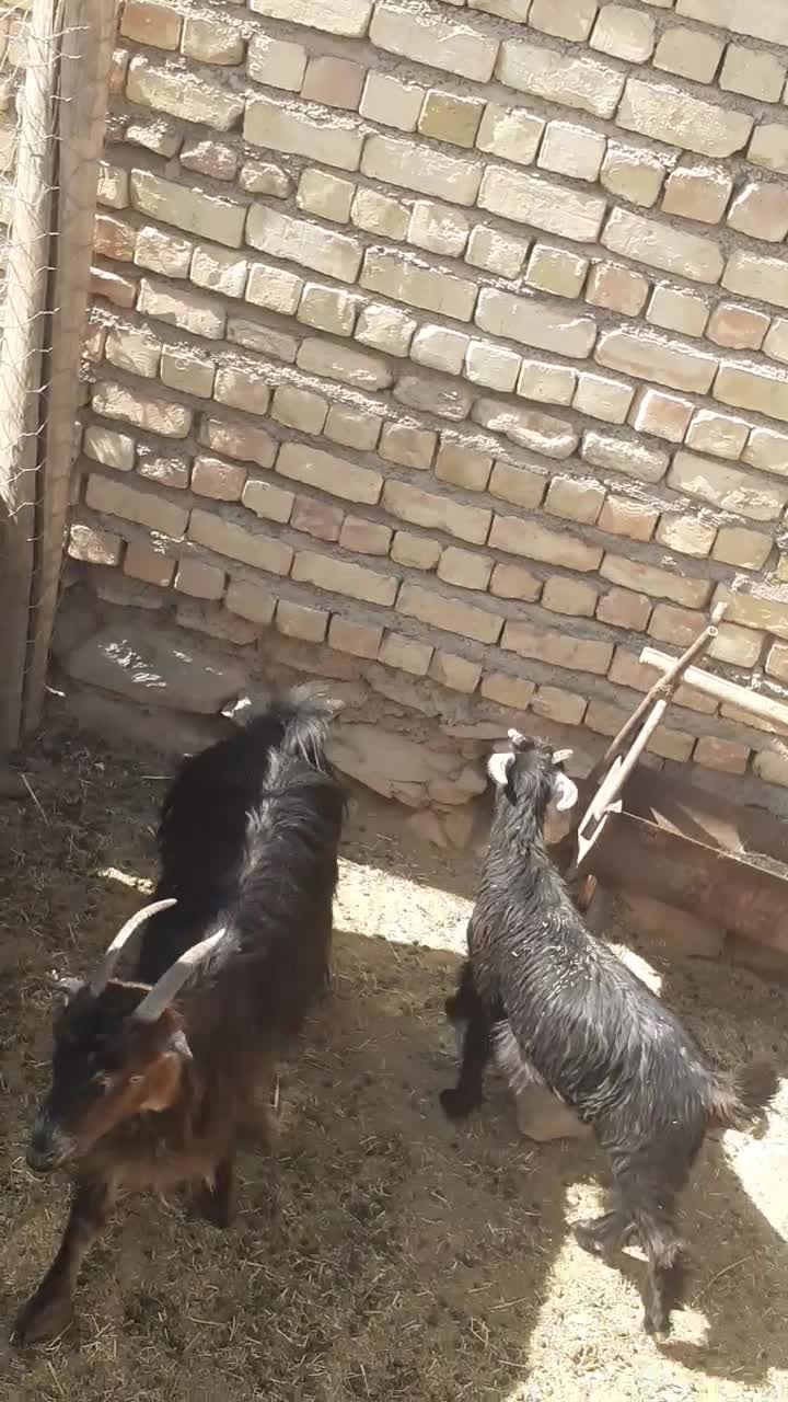 شیش عددبز ۴۰۰۰۰میلیون تومان|حیوانات مزرعه|وردشت, |دیوار