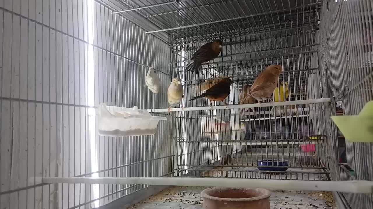 فروش قناری و سهره قناری|پرنده|قزوین, |دیوار