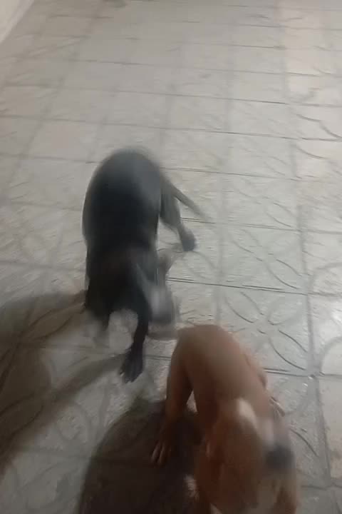 سگ پیتبول 6 ماهه|سگ|شیراز, ده پیاله|دیوار