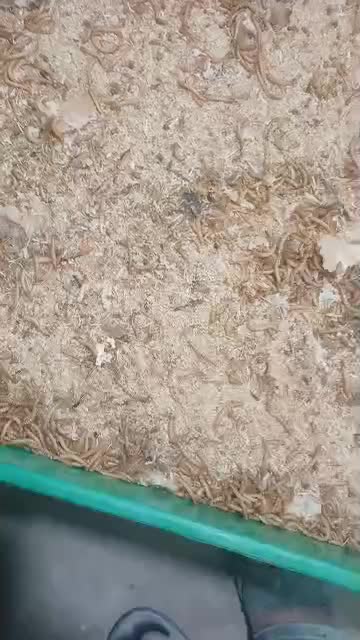 کرم میلورم|خزنده|کرمان, |دیوار