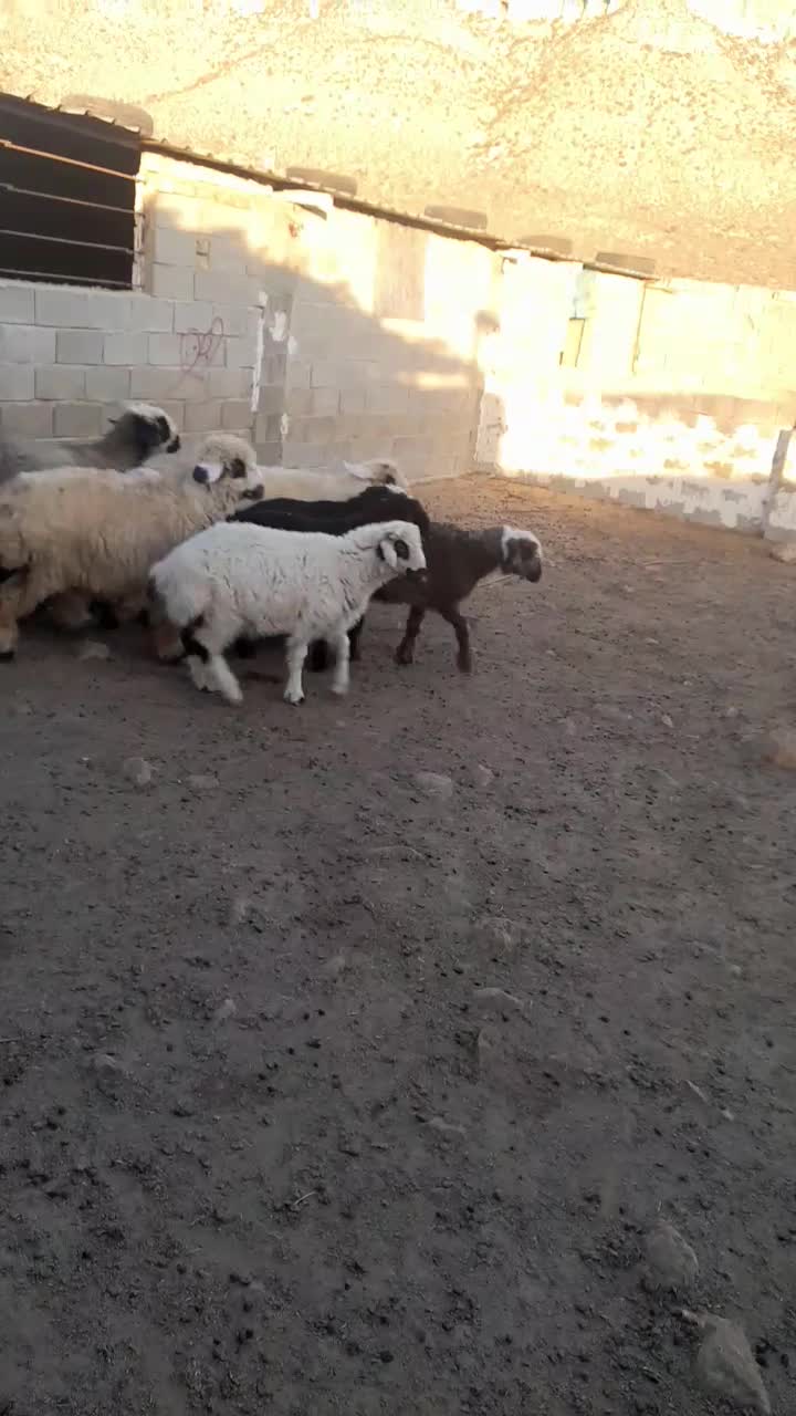 فروش چهارراس بره ماده سبک وزن|حیوانات مزرعه|طسوج, |دیوار
