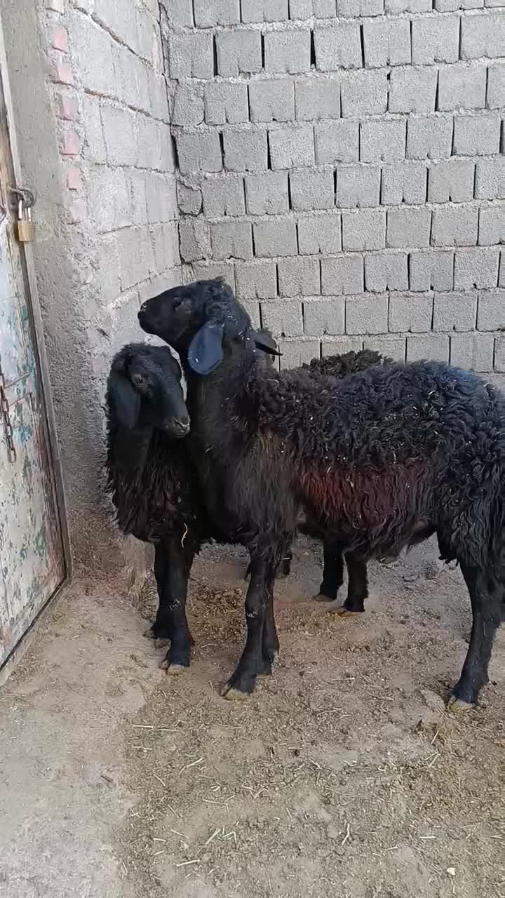 بره نر قره قزل اصل|حیوانات مزرعه|شاهین دژ, |دیوار