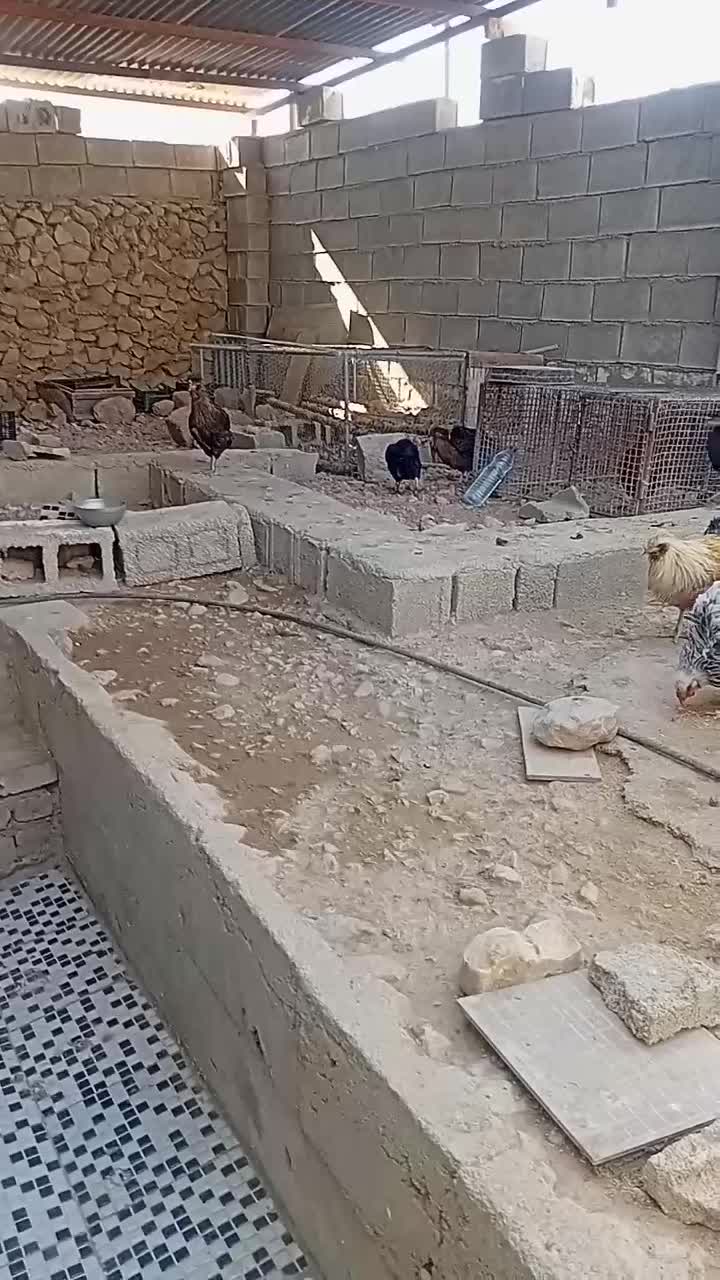 مرغ و خروس محلی اصل|حیوانات مزرعه|کوه چنار, |دیوار