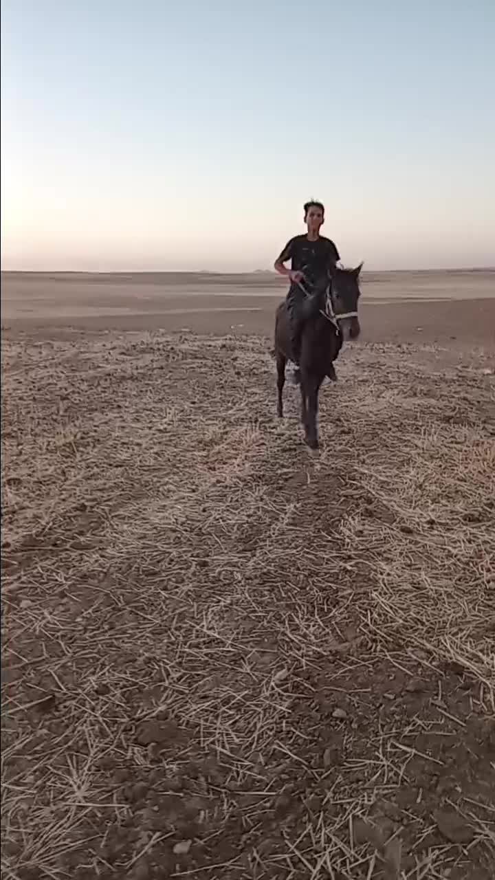 اسب کرد|اسب و تجهیزات اسب‌سواری|قم, سید معصوم|دیوار