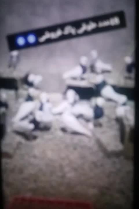 کبوتر|پرنده|کشکوئیه, |دیوار