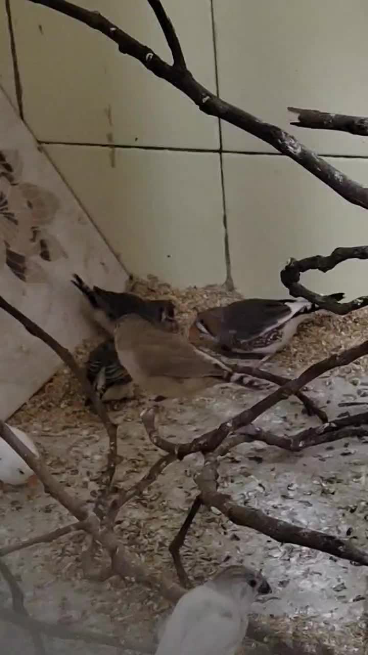 فنچ|پرنده|تهران, جی|دیوار