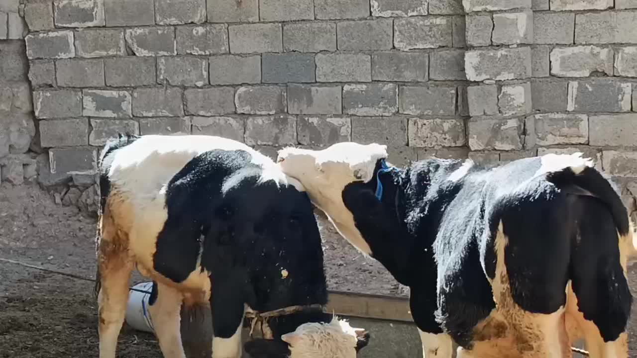 پنج راس گوساله نر سیمینتال 350|حیوانات مزرعه|سیوان, |دیوار