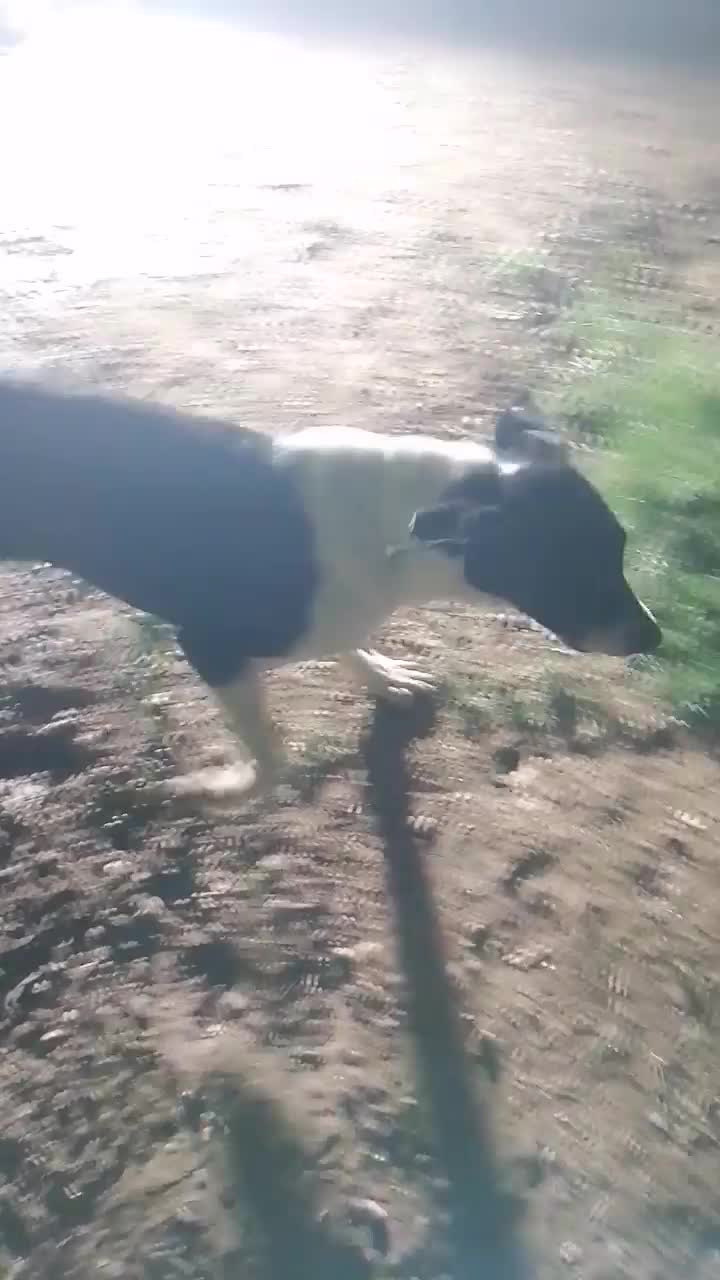 توله سگ 6 ماهه قدرجونی|سگ|اندیمشک, |دیوار