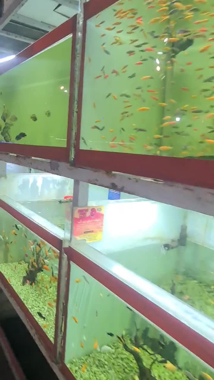 اکواریوم ماهی اب شور دیسکس ابشور انجل گوپی|ماهی|شیراز, گود عربان|دیوار