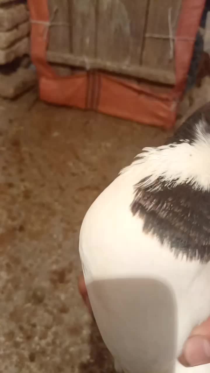 کفتر جفتگاه وپرش|پرنده|سبزوار, قصبه شرقی|دیوار