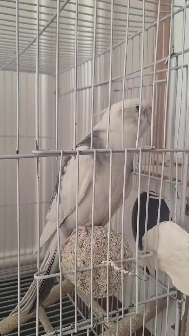 عروس گل باقالی سرحال سالم خوشگل|پرنده|مشهد, مهدی آباد|دیوار