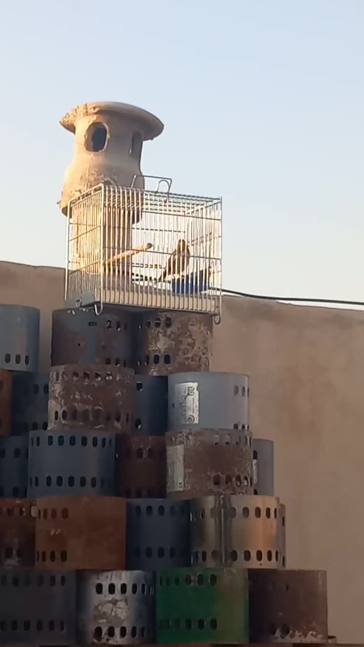 سهره قفسی|پرنده|خمینیشهر, |دیوار