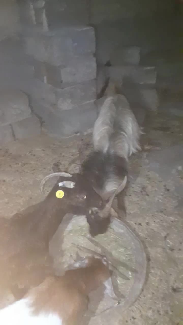 سه عدد نزار چاق با یک عدد چپشت|حیوانات مزرعه|بندرعباس, |دیوار