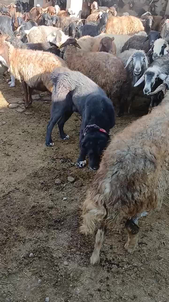 سگ فروشی ۷ سال|سگ|داران, |دیوار