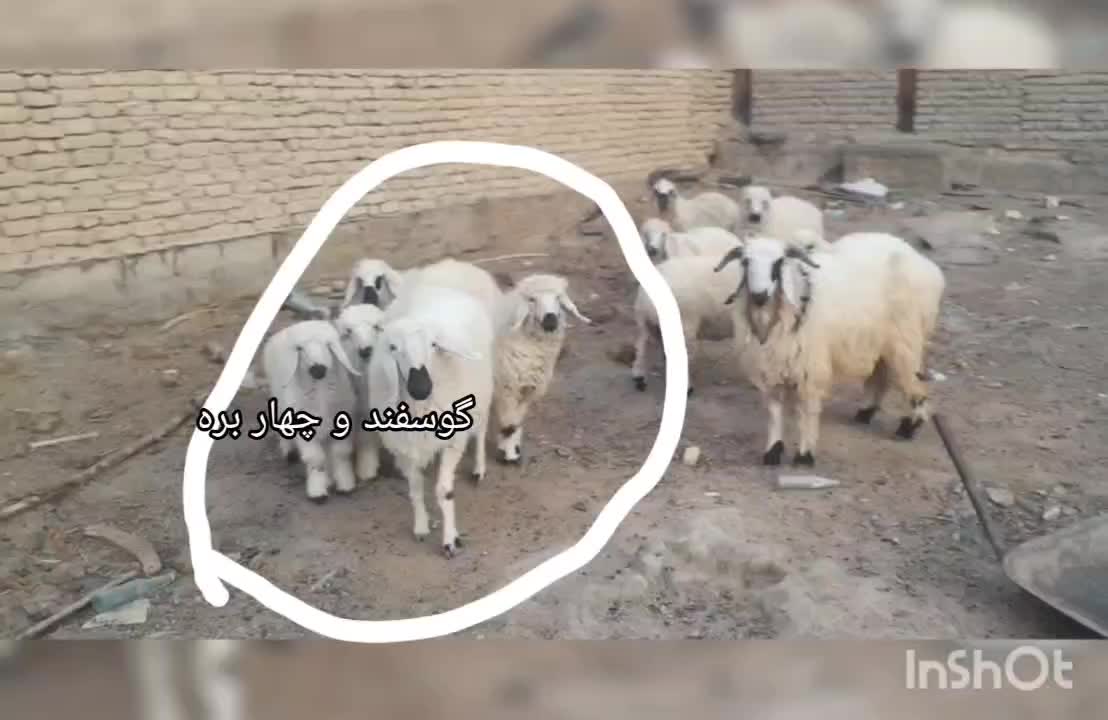 بره نر و ماده چهار عدد|حیوانات مزرعه|زابل, |دیوار