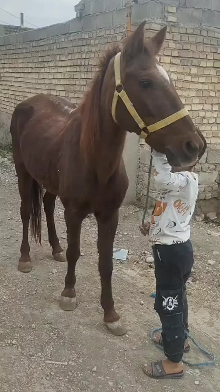 مادیان کاری|اسب و تجهیزات اسب‌سواری|مینودشت, |دیوار