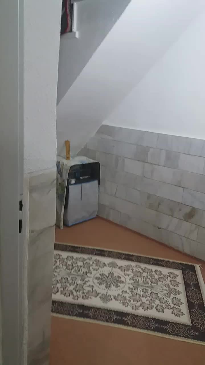 عروس هلندی|پرنده|ملایر, |دیوار