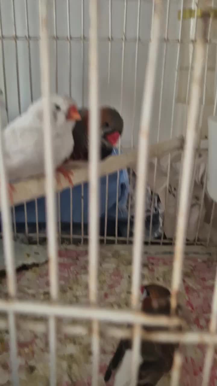 فنچ کینگ|پرنده|بندرعباس, |دیوار