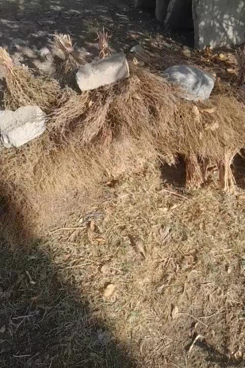 جاروی محلی دسته ای ۵۰تومان|لوازم نظافت|کنگاور, |دیوار