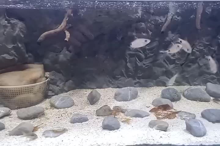 ماهی بارب فیلامنت|ماهی|زاهدان, |دیوار