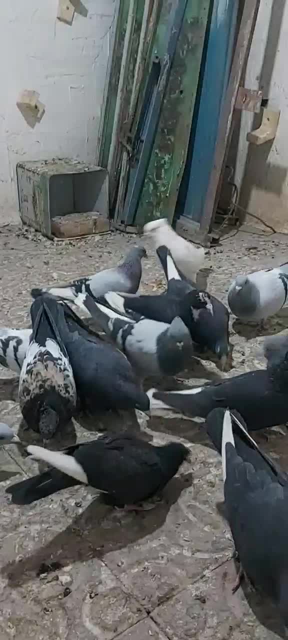 سبز پلنگ ‌، دم سفید|پرنده|زرند, |دیوار