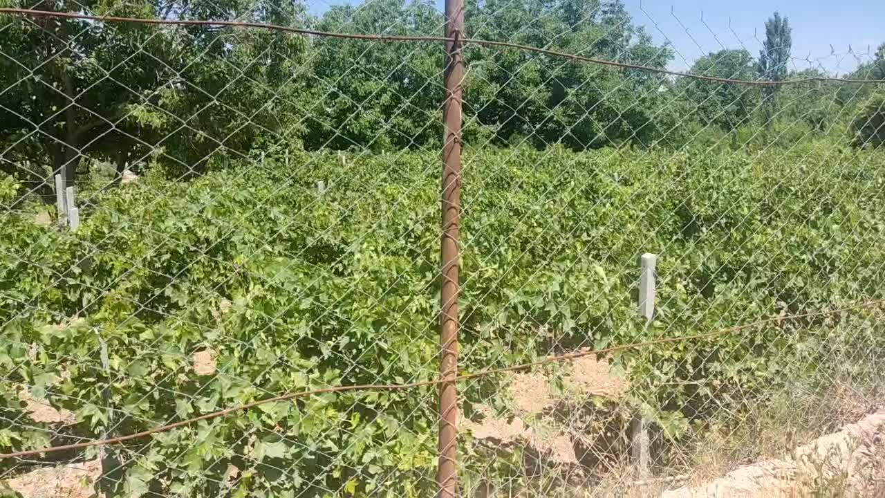 باغ انگور|فروش دفتر صنعتی، کشاورزی، تجاری|آشخانه, |دیوار