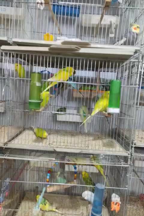 فروش مرغ عشق عمده|پرنده|سهند, |دیوار