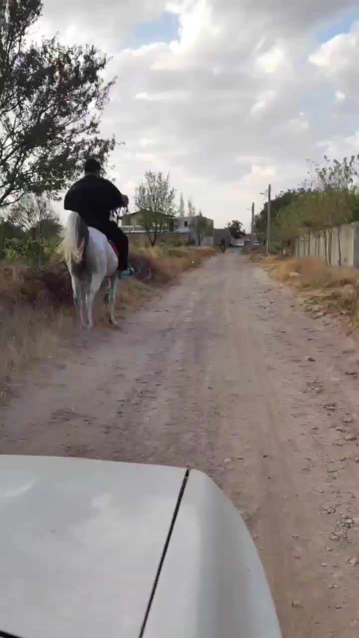 اسب نریان سواری دارو سرودمگیر|اسب و تجهیزات اسب‌سواری|تهران, توحید|دیوار