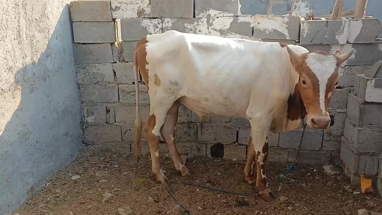 گوساله|حیوانات مزرعه|عسلویه, |دیوار