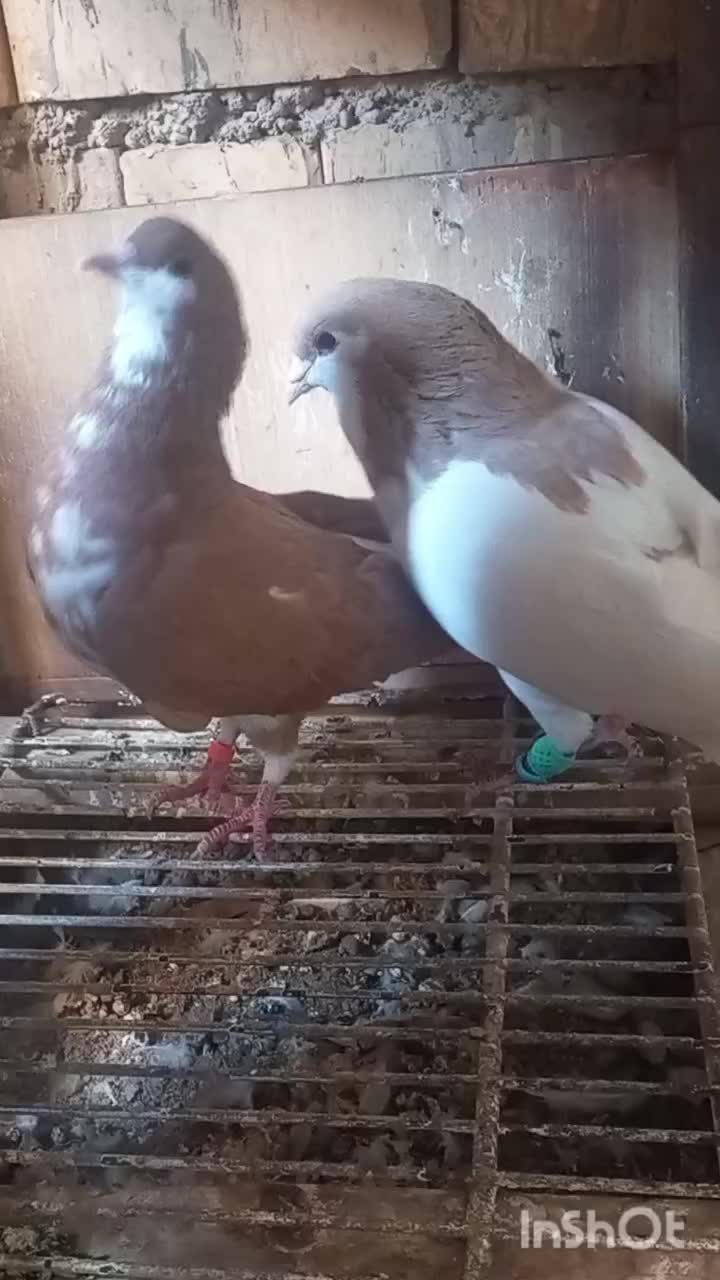 یه جفت شهری|پرنده|خرمشهر, |دیوار