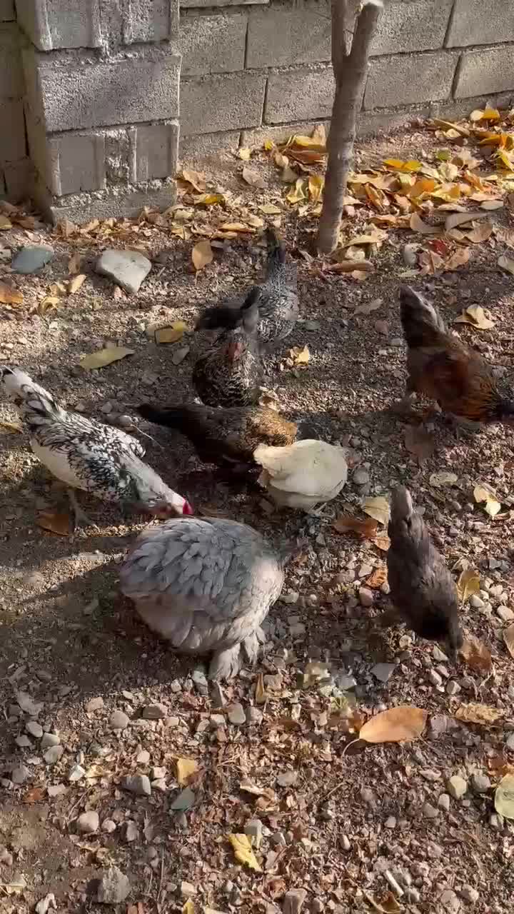 فروش مرغ و خروس|حیوانات مزرعه|لواسان, |دیوار