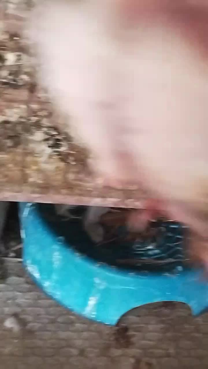 دمسفید|پرنده|بهبهان, |دیوار