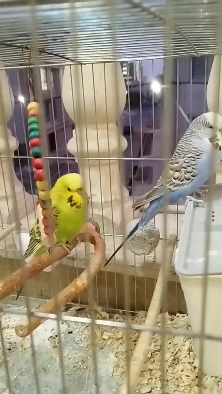 جفت مرغ عشق اینگلیسی مولد|پرنده|اندیشه, اندیشه فاز ۵|دیوار