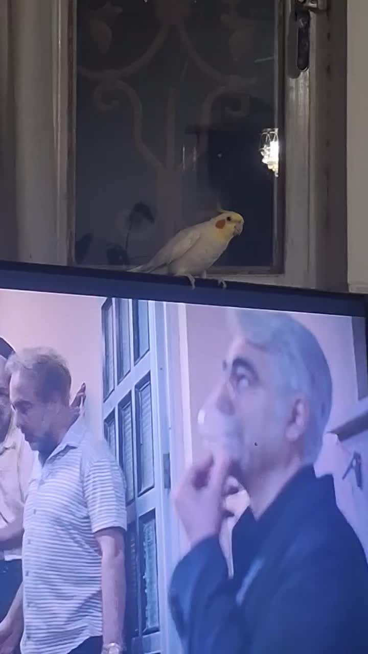 عروس هلندی سخنگو و دستی|پرنده|مهریز, |دیوار