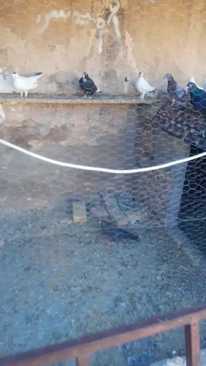 چند عدد کبوتر خوب دونه ای ۲۳۰|پرنده|سیرجان, |دیوار