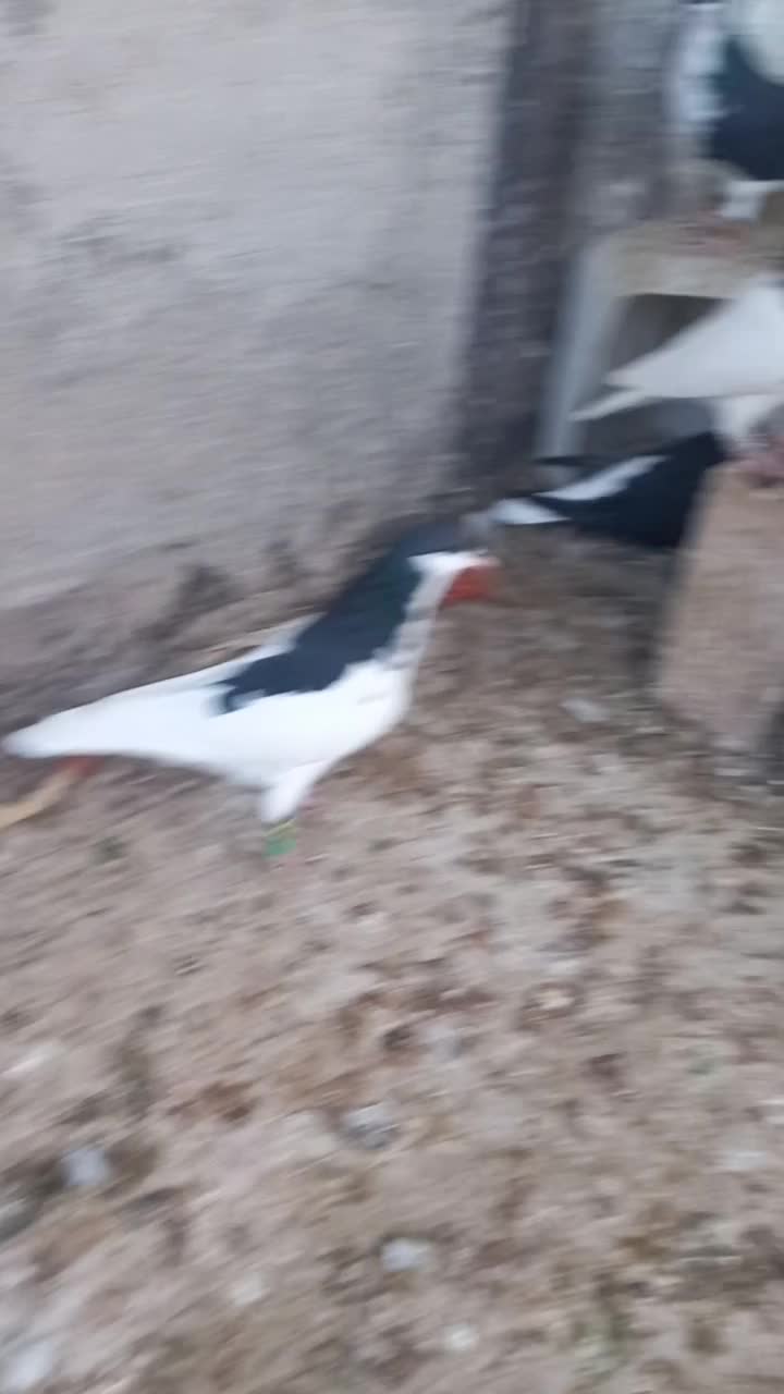 کبوتر رنگه ساده طوقی کله|پرنده|مشهد, عیدگاه|دیوار