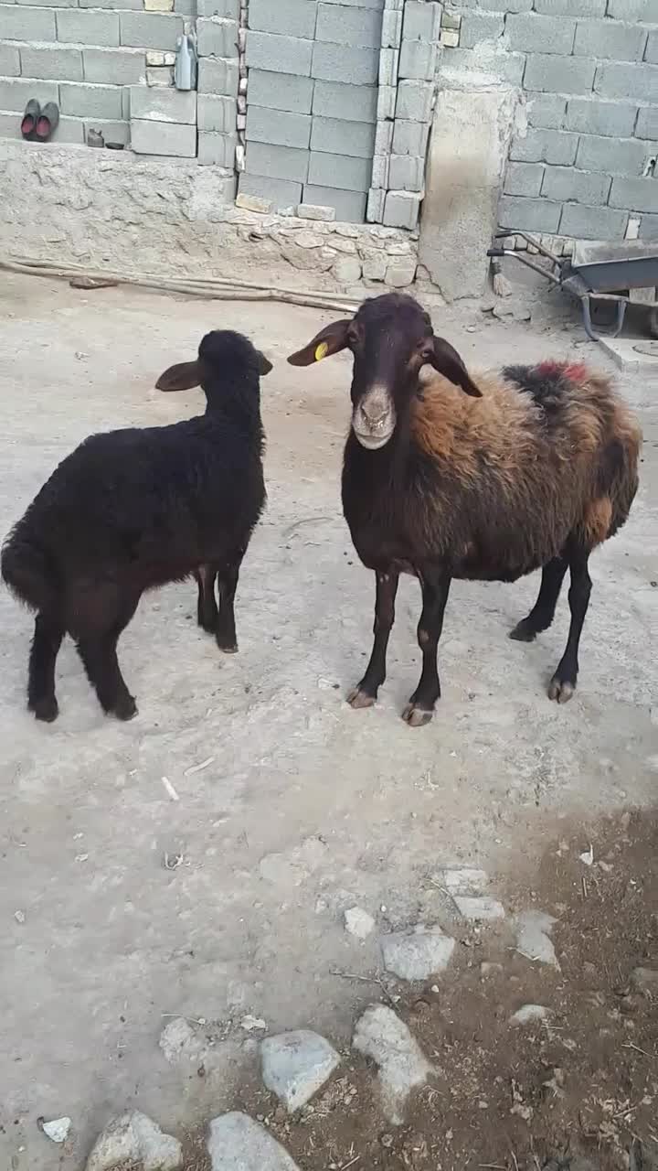 میش گوسفندزاییده بابره نردرشت|حیوانات مزرعه|سجاس رود, |دیوار