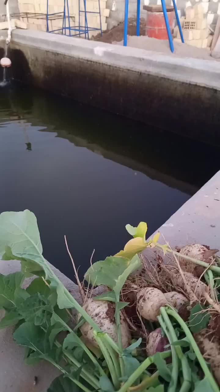 خانه باغ و سالن مرغداری خونه باغ|فروش خانه و ویلا|نیر (یزد), |دیوار